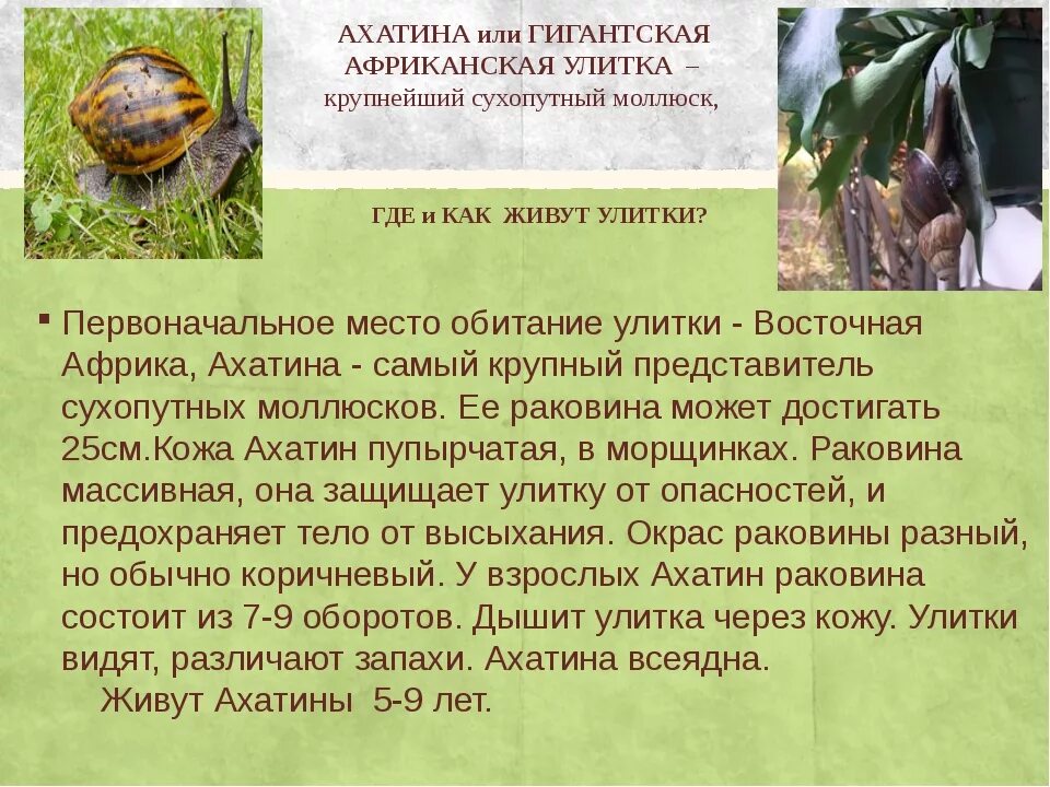 Польза улиток. Улитки ахатины в домашних условиях. Внешнее строение улитки ахатина. Улитка ахатина польза и вред для человека. Улитка ахатина польза и вред для человека.