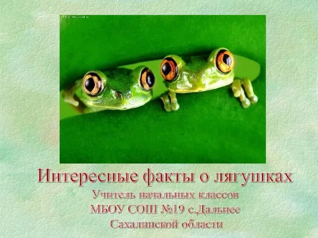 Интересные факты о лягушках. Интересные факты о лягушках