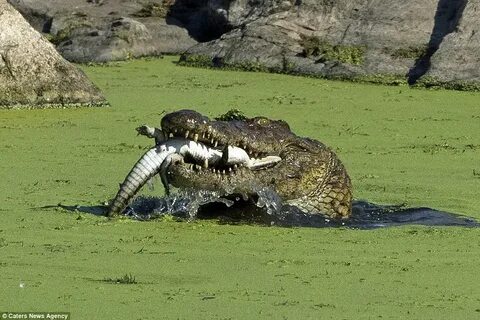 Crocodiles eat