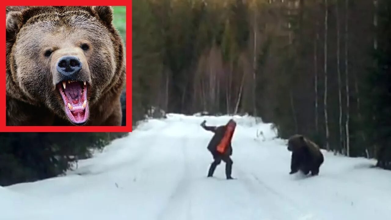 Фальшфейер против медведя. Медведь пугает. Встреча человека с медведем.