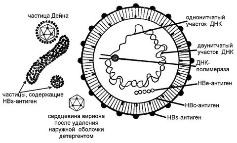 Вирус гепатита с 1 b