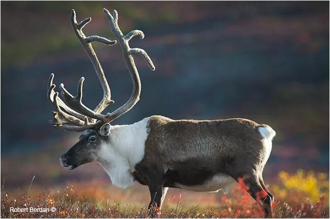 Карибу животное фото Alaska Wildlife: Where to Find the "Big Five"