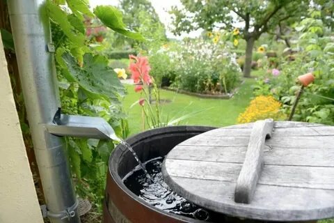 Дождевая вода польза
