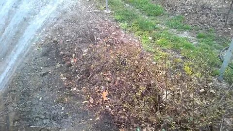 Полив голубики после посадки весной