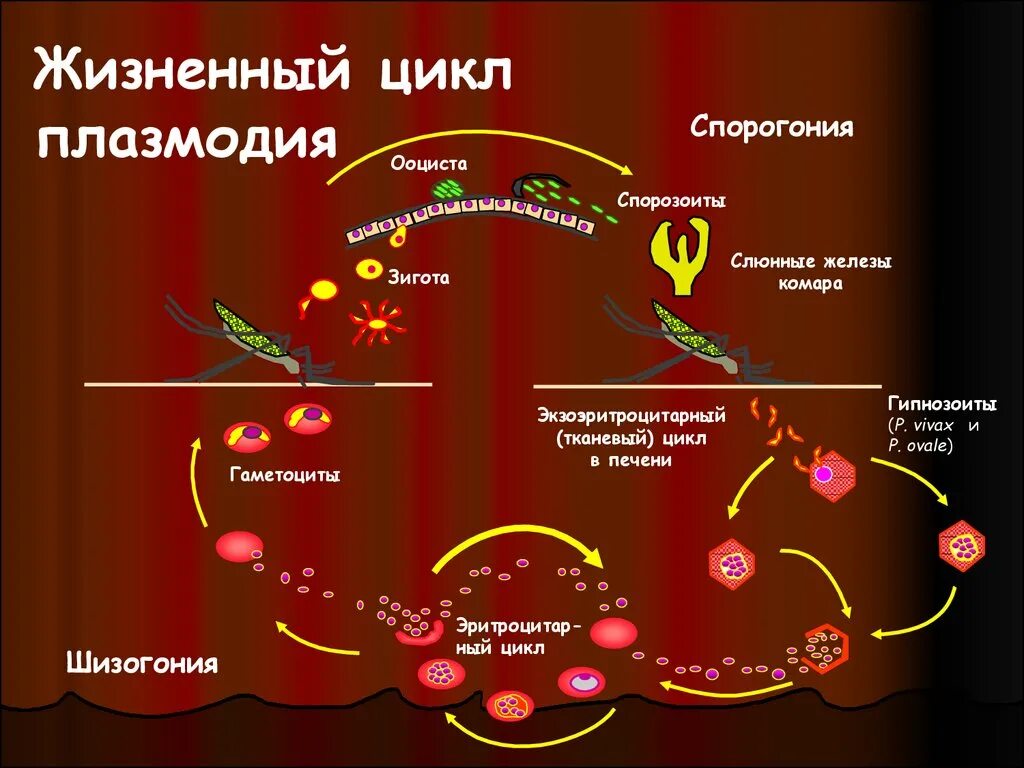 Как происходит заражение человека малярийным плазмодием. Цикл малярийного плазмодия. Цикл малярийного плазмодия схема. Жизненный цикл малярийного плазмодия. Схема заражения малярийного плазмодия.