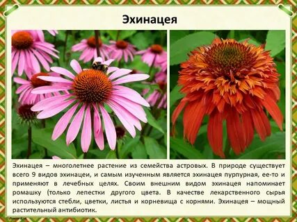 Эхинацея качества