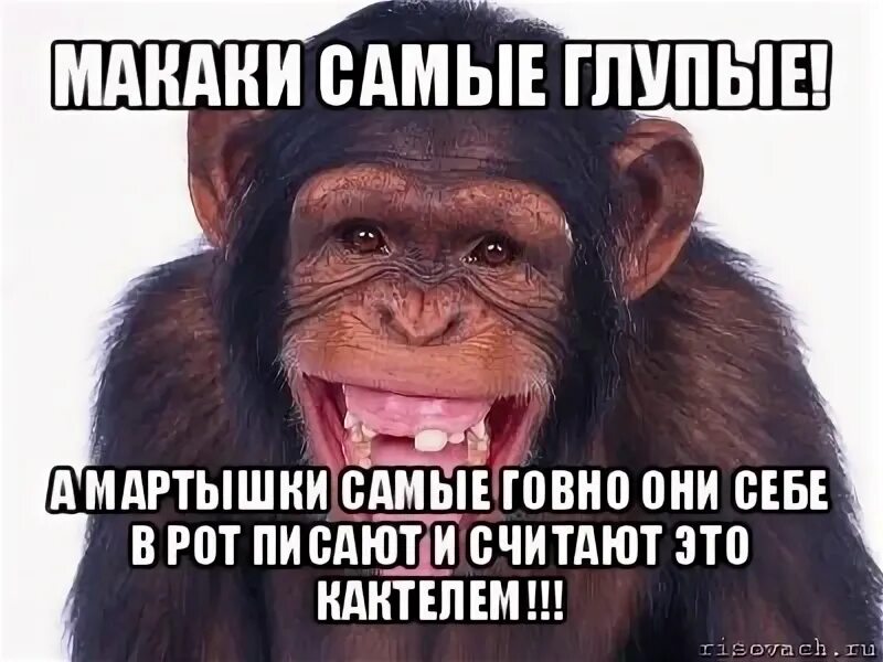 Какашка макака. Обезьяна кидается какашками. шимпанзе кидаются какашками.