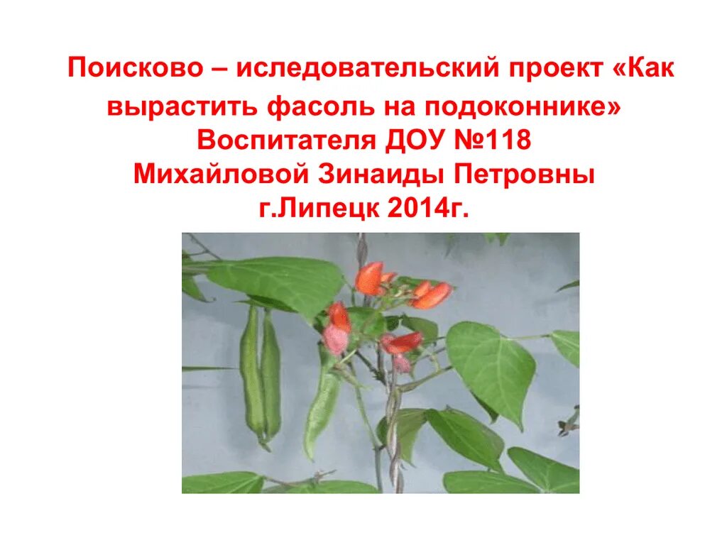 Проект фасоль 3 класс окружающий мир. Проект фасоль 3 класс окружающий мир