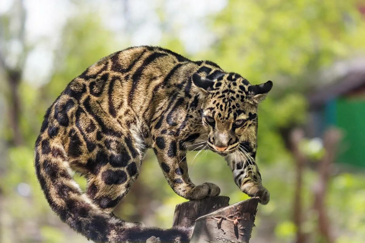 Clouded leopard