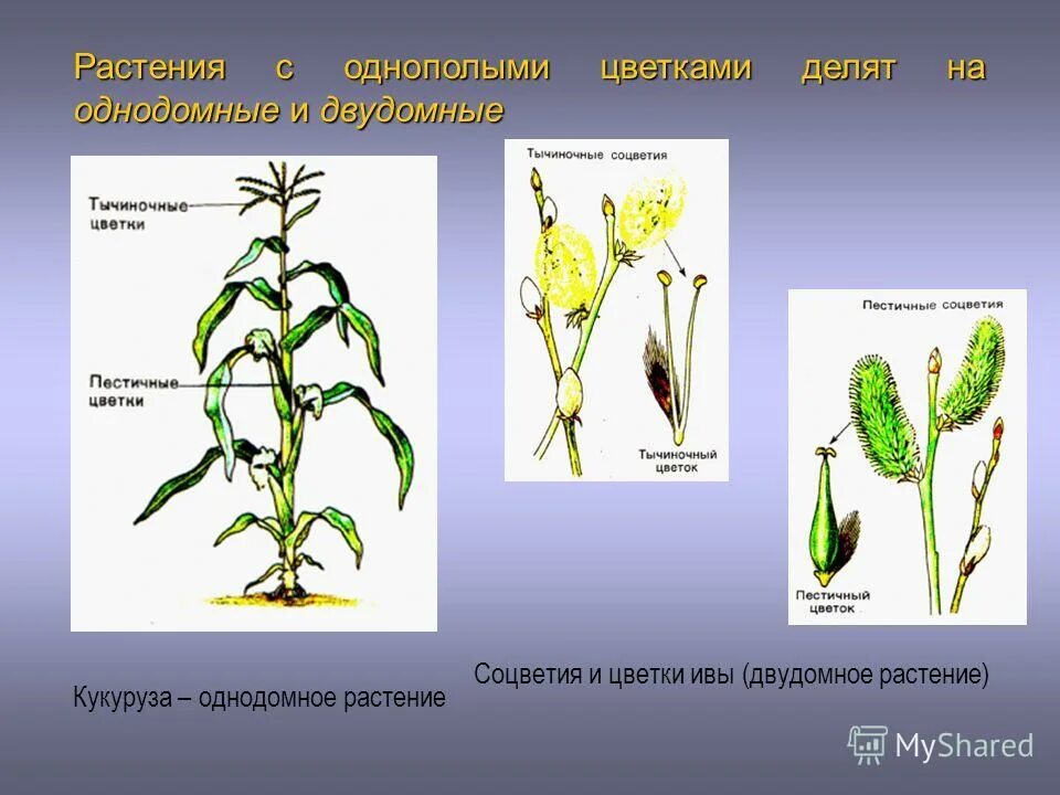 Приведите примеры однодомных и двудомных растений Отличие однодомных и двудомных растений
