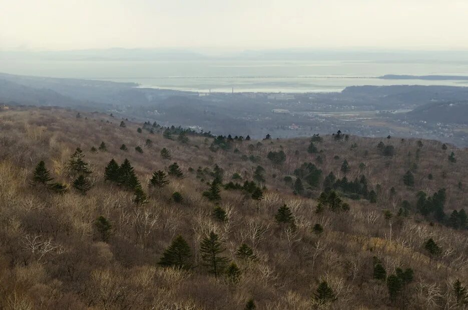 хребет богатая грива владивосток. горы кош агач. шаморовский хребет видовая. курайский хребет. ивановка приморский край ель.