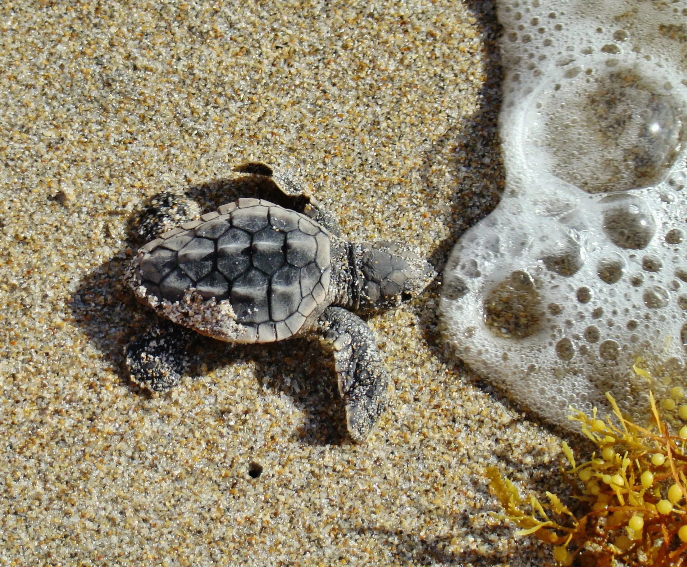 Черепаха Каретта (логгерхед). Черепаха бисса (Каретта). Морская черепаха логгерхед. Морская черепаха бисса панцирь.