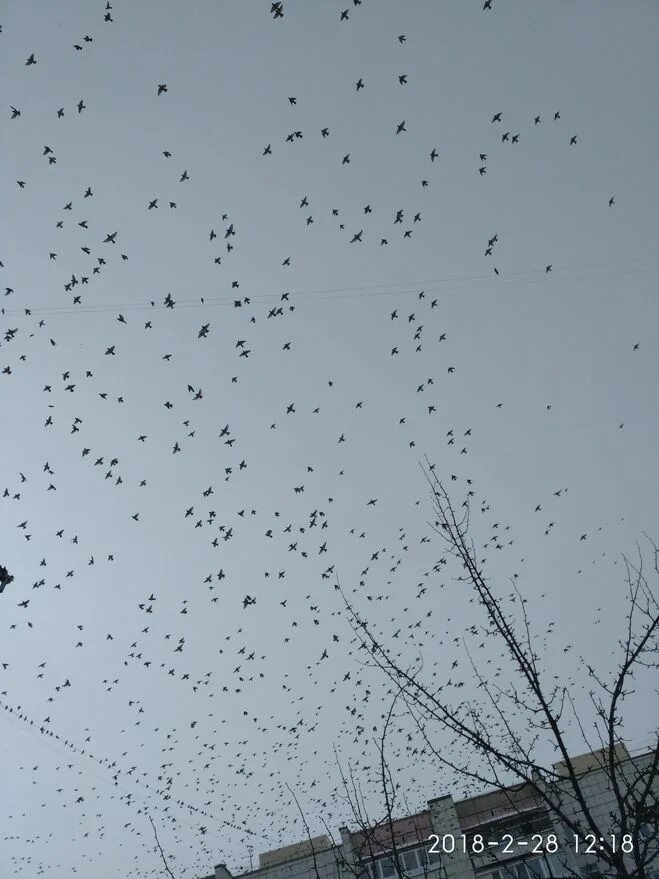 Белые птицы кружат над крышами слушать. Много птиц. Птицы кружат. Много птиц в небе примета. Вороны кружат.