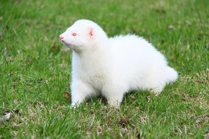 альбиносная форма хорька 4 буквы. хорек полуангора. фуро домашний хорек. фретка хорек-альбинос. фуро хорек.