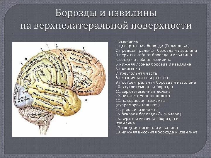 Значение борозд и извилин в головном мозге. Борозды и извилины. Борозды и извилины головного мозга. Средняя лобная извилина. Височная покрышка.