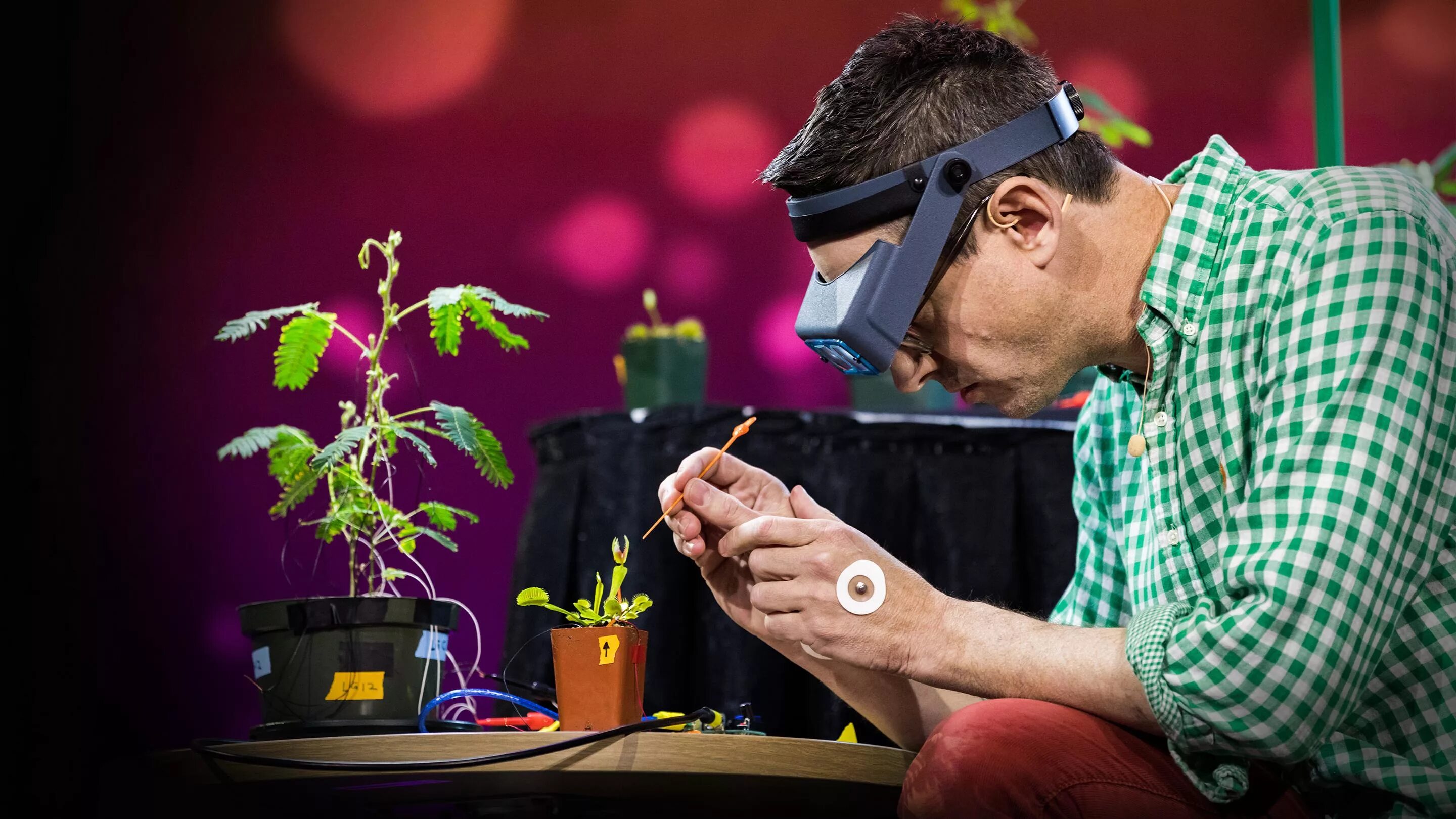 Эксперименты с растениями. Электричество в растениях. Растения и человек. Удивительные опыты с растениями. Электрокультура