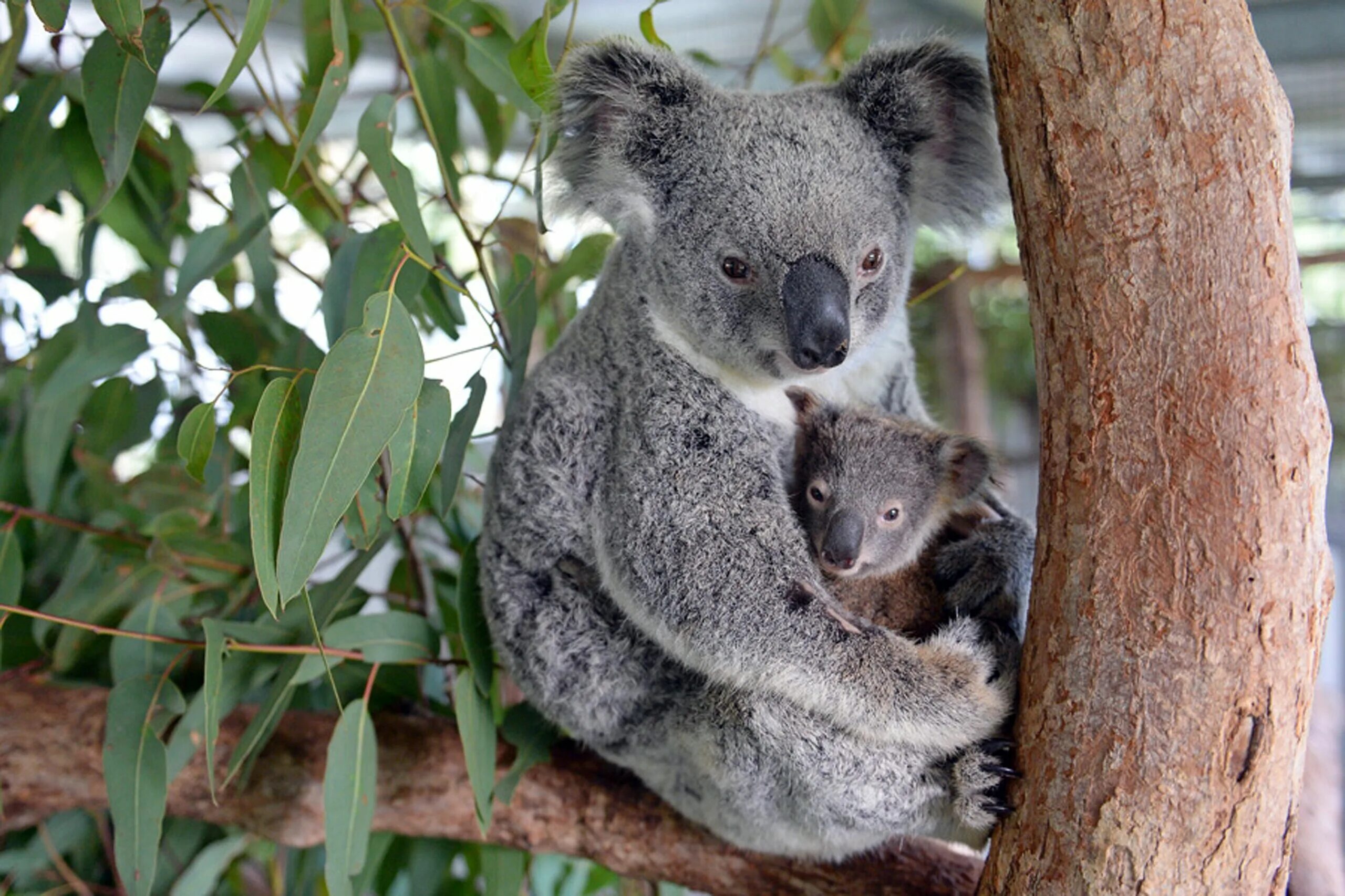 Коала где обитает на каком. Коала Кристи. Сумчатые животные коала. Сумчатые животные Австралии коала. Коала сумчатая с детенышем.