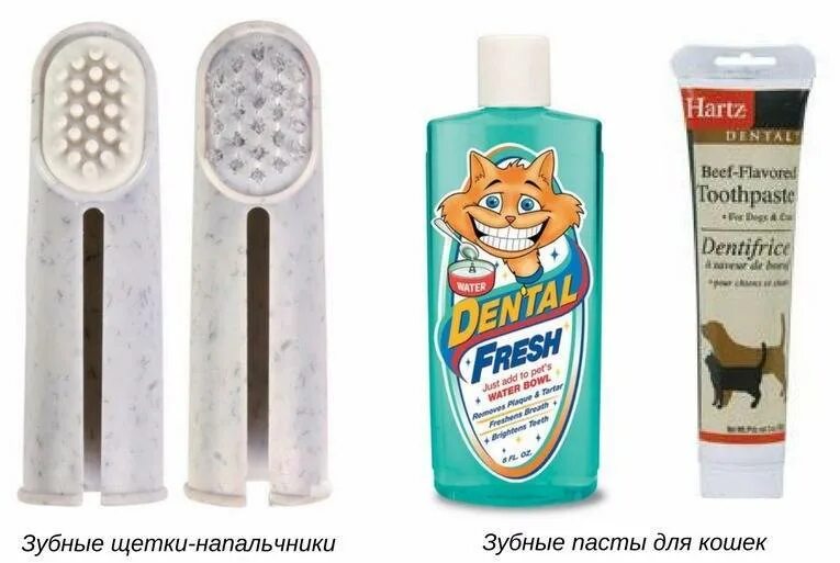 Котам надо чистить зубы