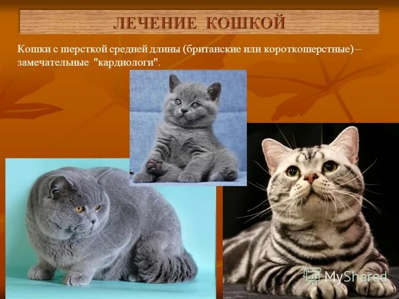 Рассмотрите фотографию кошки породы британская и выполните. Британская короткошёрстная кошка происхождение. Британская кошка описание. Сведения о породе британской короткошерстной. Британская короткошёрстная кошка основные сведения.