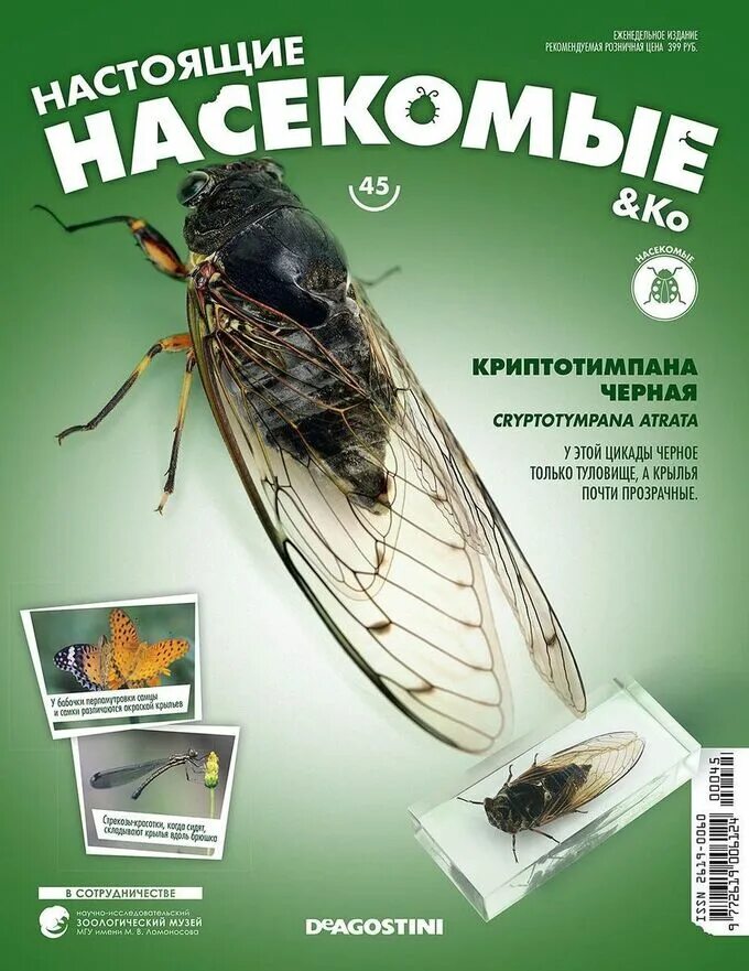 Коллекция журналов с насекомыми. Настоящие насекомые и ко деагостини. Журналы деагостини насекомые. Журнал насекомыми. Настоящие насекомые и ко деагостини.