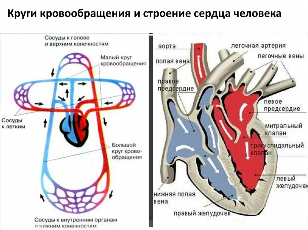 Схема строения малого круга кровообращения. Сердце человека малый круг кровообращения. Схема малого круга кровообращения схема. Сосуды сердца малый круг кровообращения. Малый круг кровообращения структуры