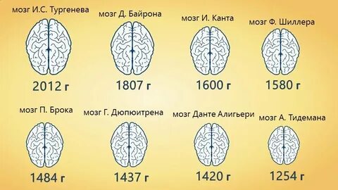 Определить размер мозга