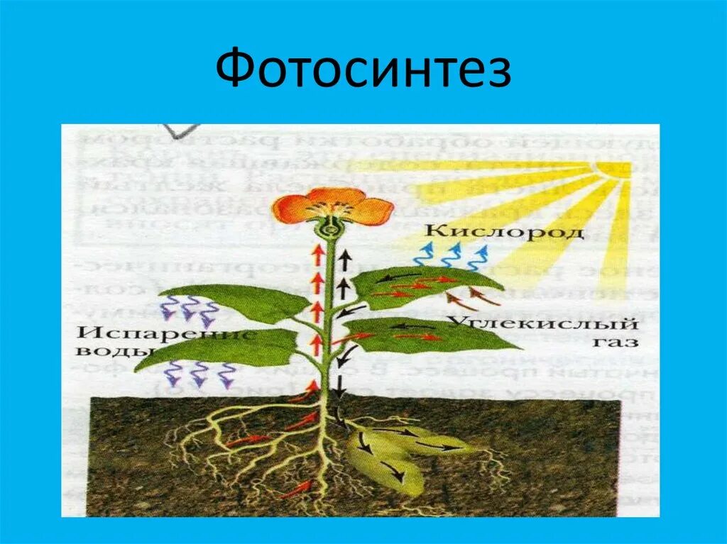 Рисунок фотосинтеза. Фотосинтез. Фотосинтез растений. Фотосинтез 6 класс. Фотосинтез рисунок.