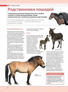 Конь какие имена