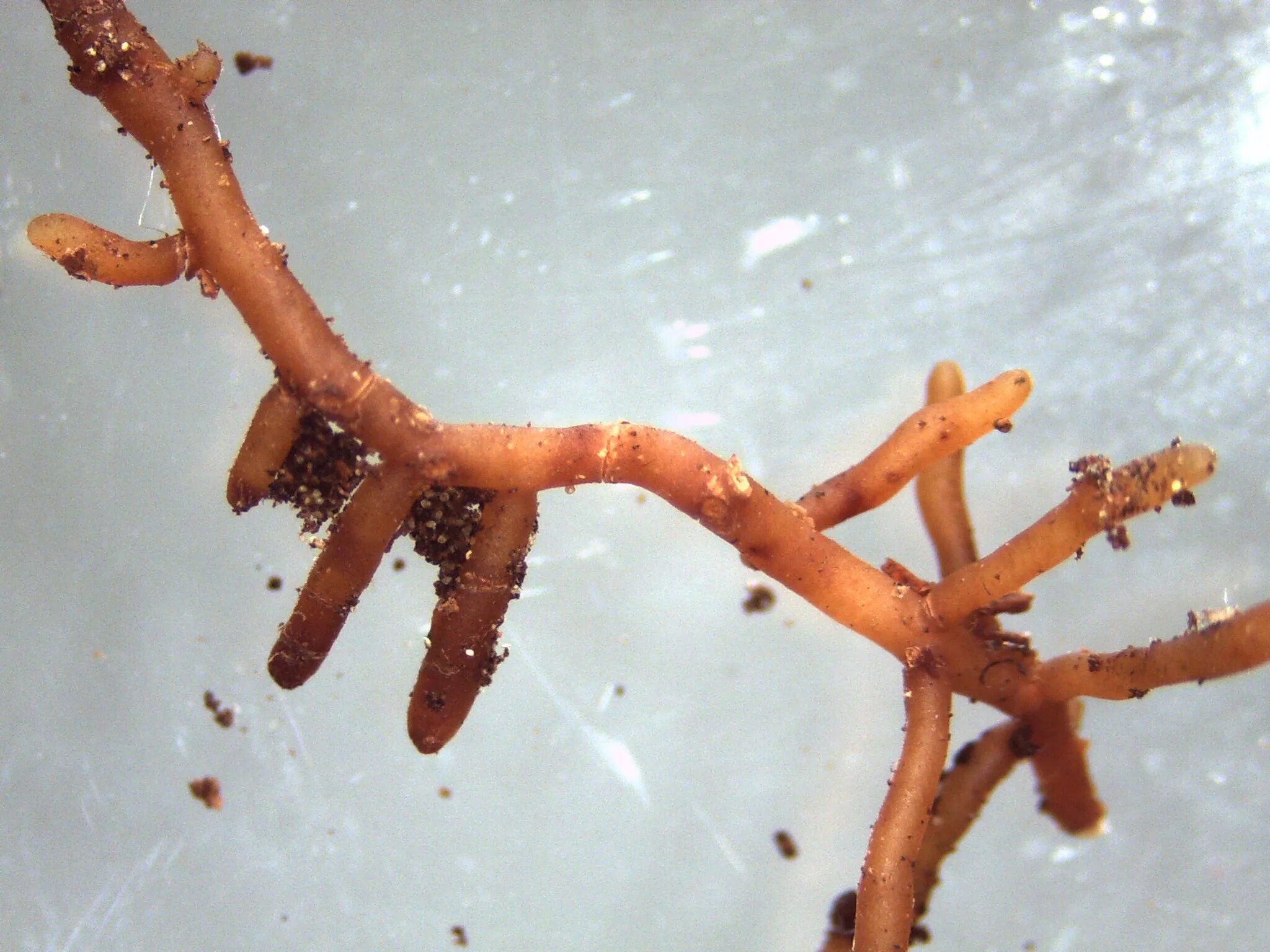 Корневой гриб. Эндотрофная микориза. Эктомикориза и эндомикориза. Spruce эктомикориза. Микоризные корни.