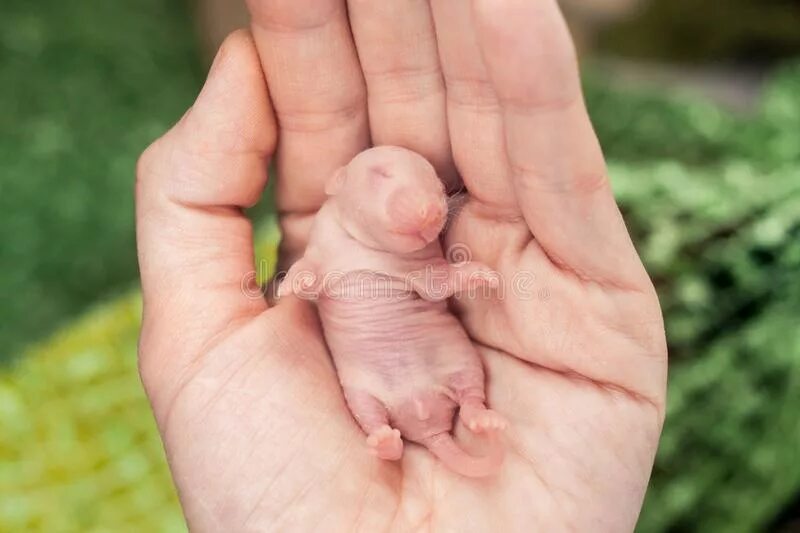 Новорожденные детеныши мыши. Крысёныш новорожденный. Новорожденная мышь размер.