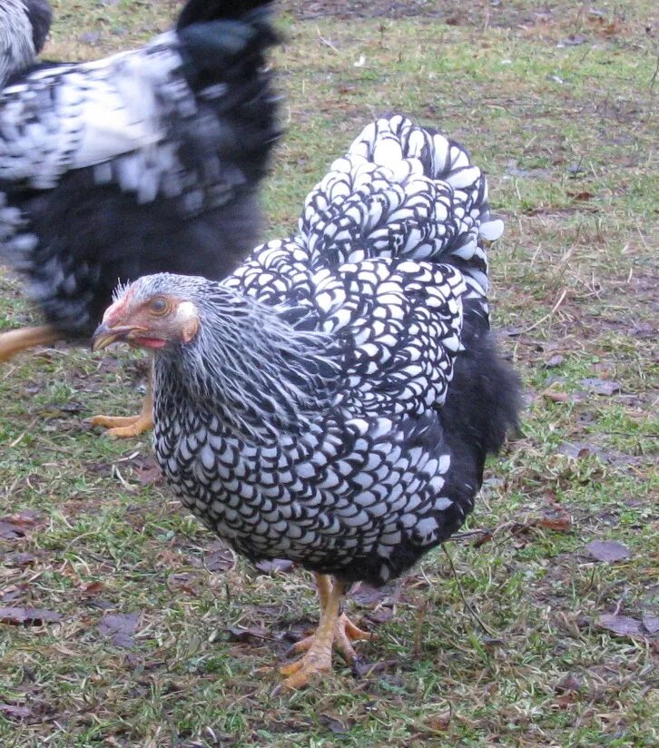Wyandotte chickens Chickens backyard, Blue laced red wyandotte, Fancy chickens