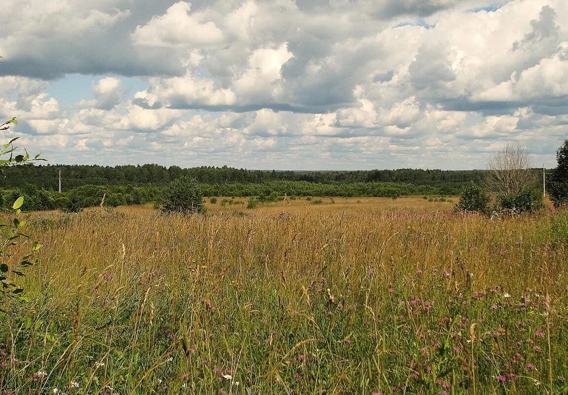 заброшенные земли сельхозназначения. поле под застройку. луг в деревне. снт юдинские дачи. участок бывшее поле.
