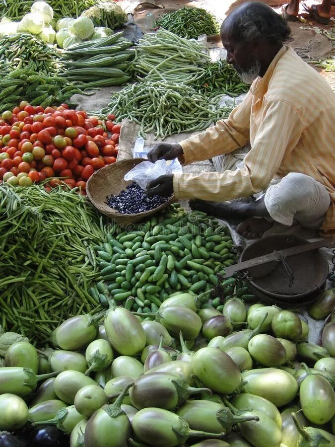 Баклажан индус. Баклажан индус характеристика и описание. Eggplant in India. Баклажан индус купить в Барнауле. Садится на овощи