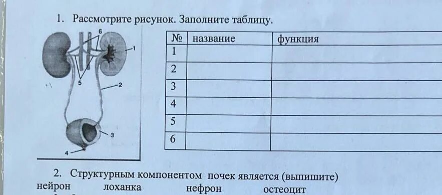 Рассмотрите рисунки и заполните таблицу. Рассмотрите внимательно рисунок и заполните таблицу. рассмотрите картинки заполните таблицу. рассмотрите рисунок. рассмотрите рисунки 1 и 2.