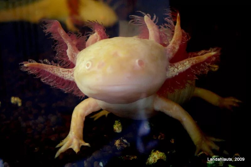 Аксолотль и амбистома. Аксолотль. Амбистома и аксолотль. Ambystoma mexicanum.