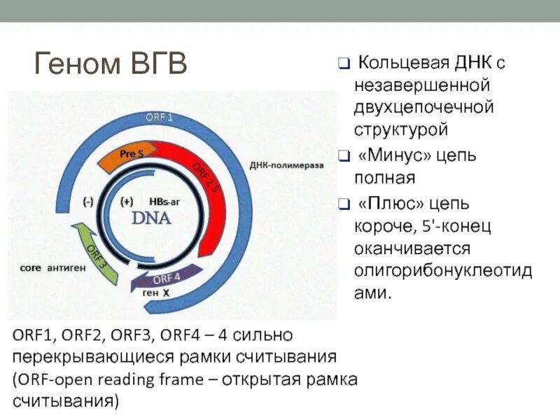 Днк вгв. Геном ВГВ. Структура ВГВ. Строение ВГВ. ВГВ вирус строение.