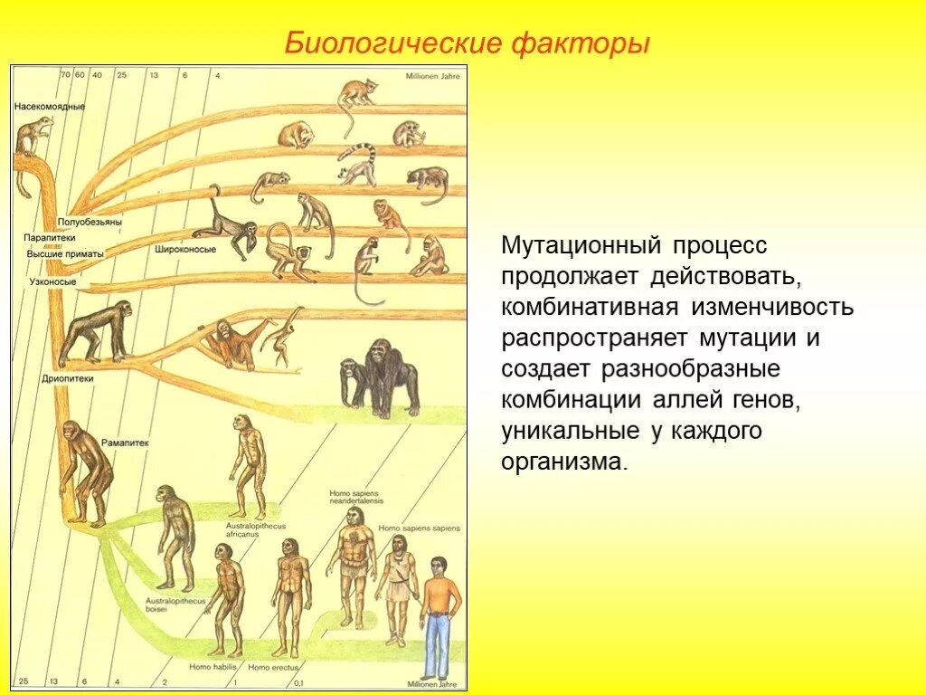 В результате отбора появились. Человек умелый ведущий фактор эволюции. Эволюция естественного отбора человека биология. Антропогенез схема эволюции человека. Стадии развития человека.