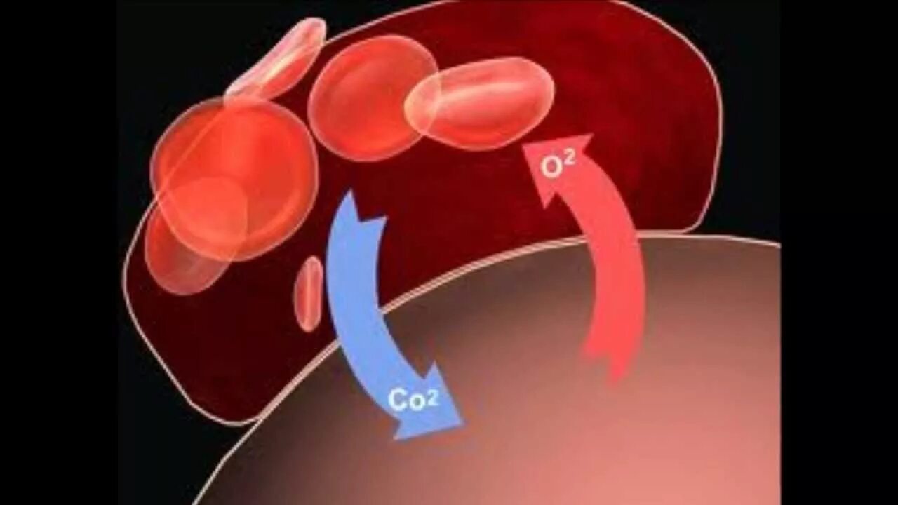 Пузырьки кислорода в крови. Перенос кислорода в крови. Транспорт дыхательных газов кровью. Насыщение крови кислородом. Перенос кислорода эритроцитами.