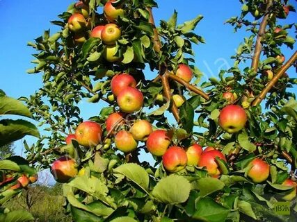 Яблоня культурная