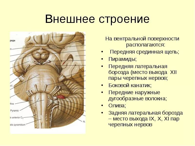 Вентральная поверхность продолговатого мозга. Вентральная поверхность продолговатого мозга анатомия. Перекрест пирамид продолговатого мозга. Задняя срединная борозда продолговатого мозга. Продолговатый мозг анатомия Синельников.