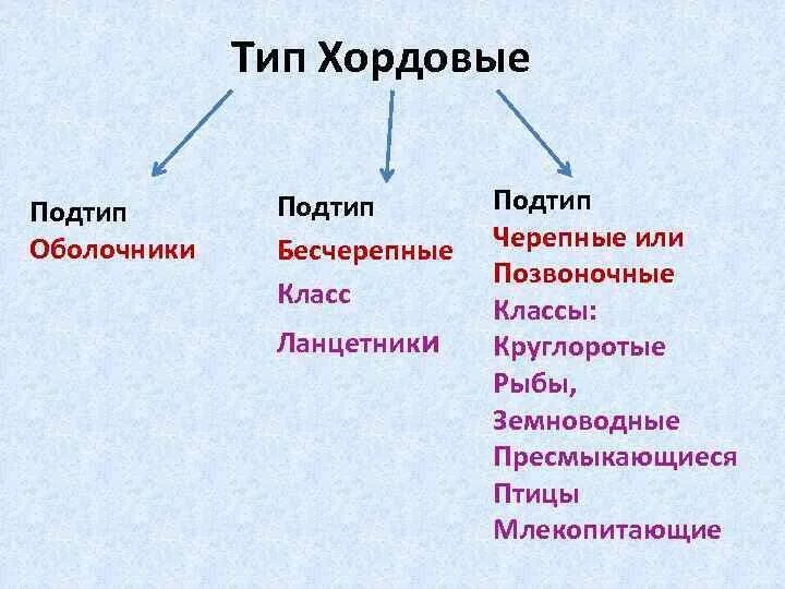 Тип Хордовые Подтип Черепные животные. Классификация хордовых Подтип оболочники схема. Высшие и низшие животные типа Хордовые. Таблица Тип Хордовые Подтип Черепные таблица.