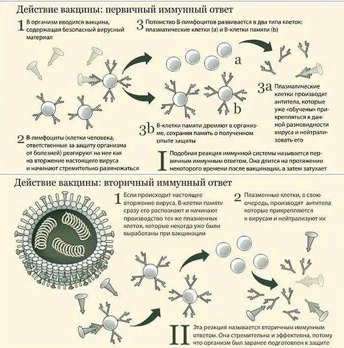 Через сколько дней после вакцинации