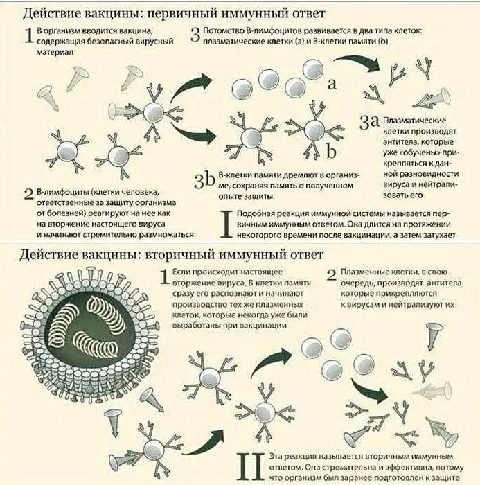 Что будет после. Механизм воздействия вакцины от коронавируса. Памятка для прививки от коронавируса. Механизм действия вакцин схема. Что происходит при введении вакцины в организм.