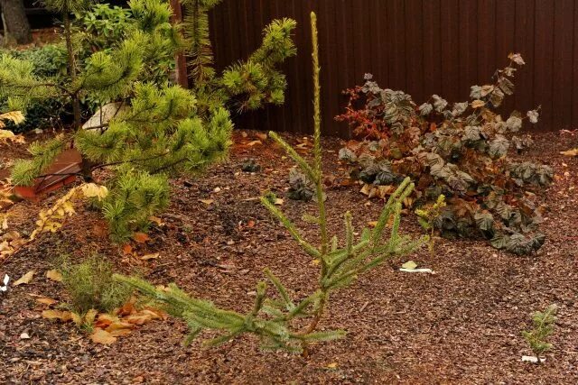 Ель сербская пимоко. Ель сербская picea omorika. Picea omorika silberblau. Picea omorika karel. Picea engelmannii virgata.