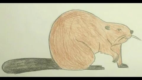 Как рисовать бобра