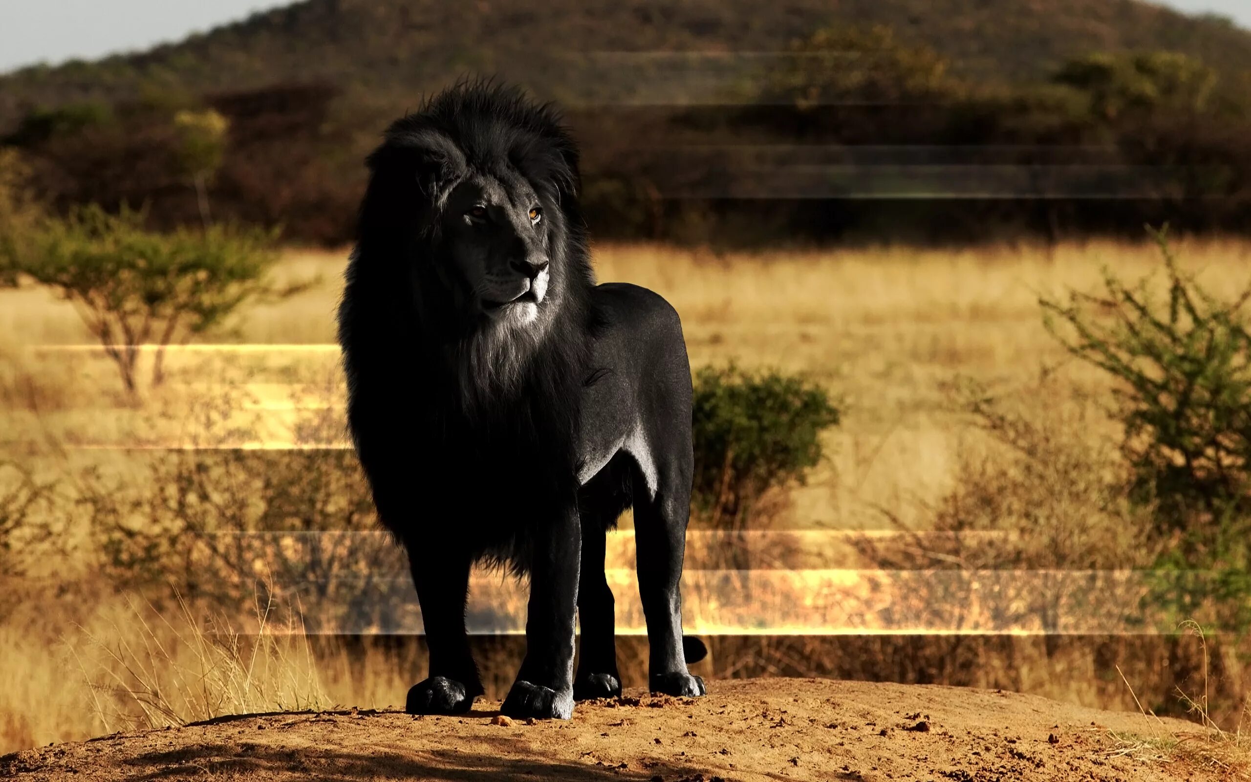 Большой мудрый зверь. Лев меланист. Блэк Лион львы. Черный Капский Лев. Черногривый Лев.