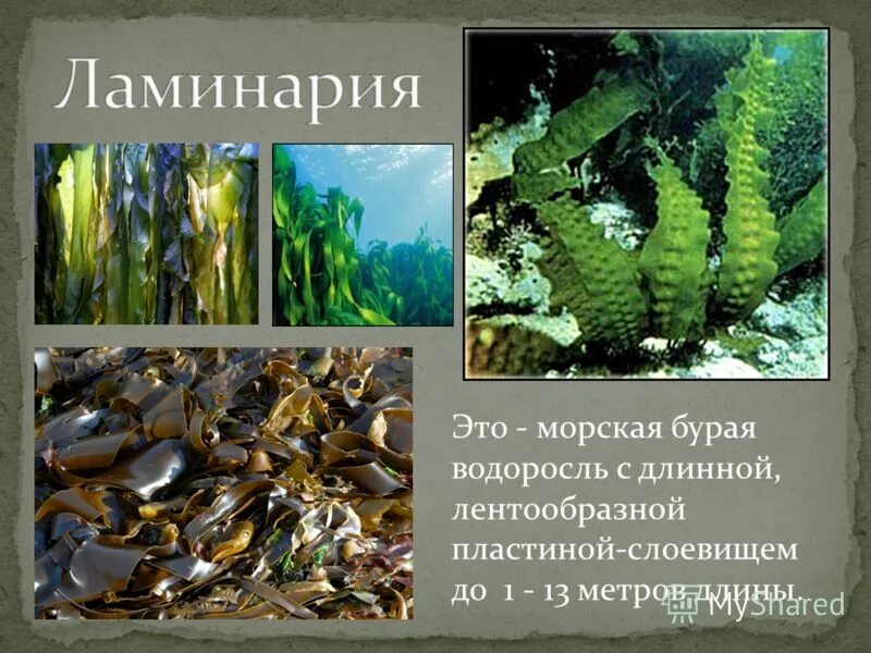 Бурые водоросли ундария. Морские водоросли ламинария. Ламинария бурая или зеленая. Водоросли келп ламинариевые. Водоросль морская капуста ламинария.