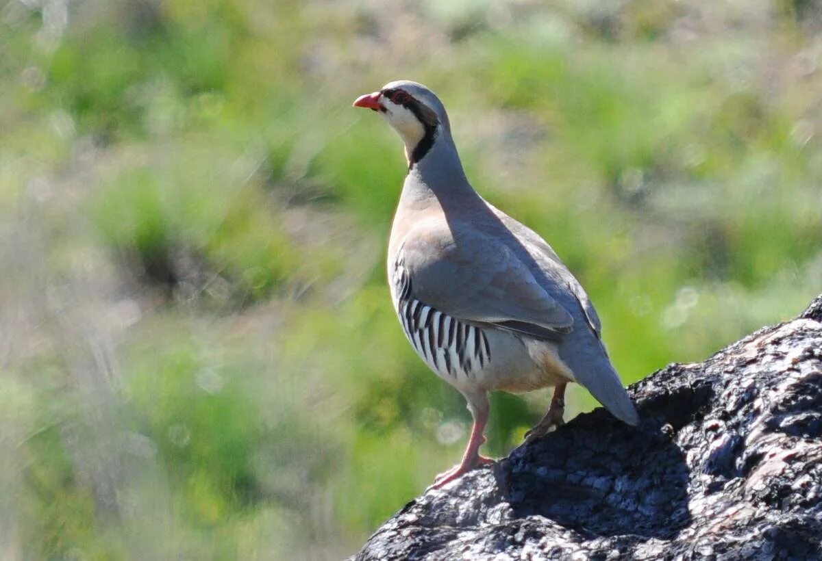 Кеклика горная каменная куропатка. Кеклик фото. Кеклик кеклик. Горная куропатка кеклик. Горная куропатка кеклик.