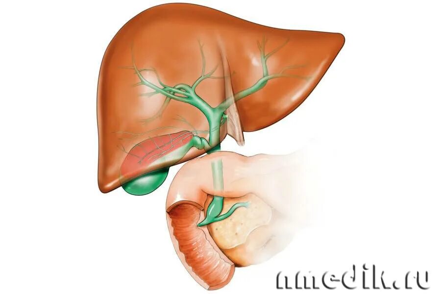 Проблемы с печенью желчным пузырем. Холецистит анатомия желчного пузыря. Анатомия печень желчный пузырь протоки. Желчь,желчный пузырь ,желчеобразование. Патология гепатобилиарной системы и поджелудочной железы.