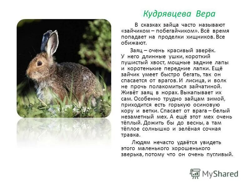 Как в сказках называют зайца. Как в сказках называют зайца